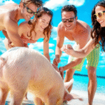 swimming-pigs Bahamas