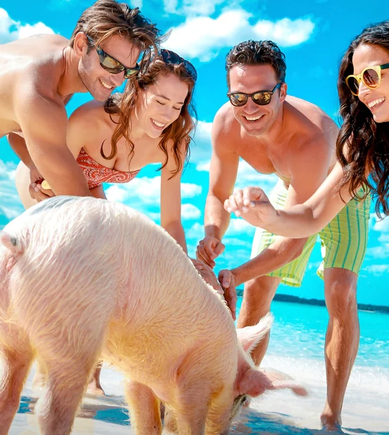 swimming-pigs Bahamas